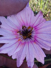Monsonia speciosa