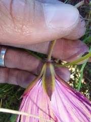 Monsonia speciosa