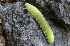 Cimbex femoratus