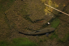 Salvelinus fontinalis