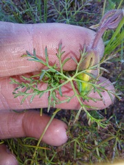 Monsonia speciosa