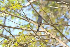 Dicrurus leucophaeus