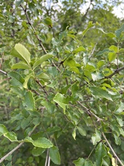 Zanthoxylum hirsutum