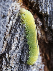 Cimbex femoratus