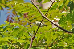 Phylloscopus proregulus