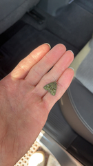 Phosphila miselioides