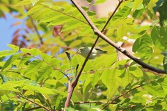 Phylloscopus proregulus