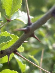 Zanthoxylum hirsutum