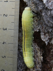 Cimbex femoratus