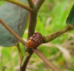 Paropsis ornata