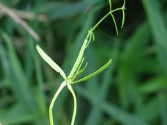 Galium palustre
