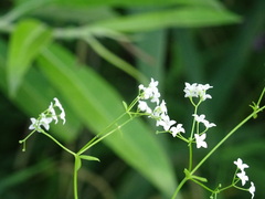 Galium palustre