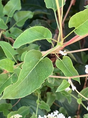 Fallopia baldschuanica