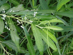 Galium palustre