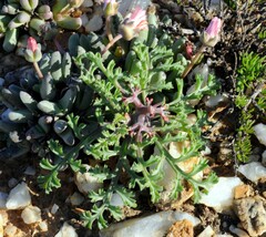 Pelargonium crithmifolium