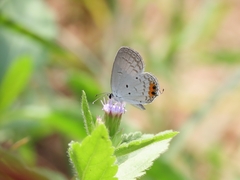 Everes lacturnus