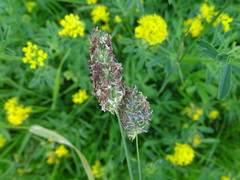 Phleum pratense nodosum