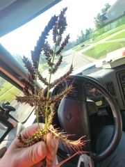 Echinochloa muricata