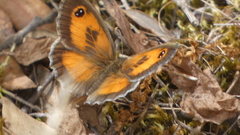 Pyronia cecilia