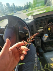 Echinochloa muricata