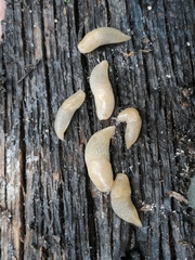 Krynickillus melanocephalus