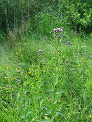 Cirsium arvense integrifolium