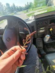 Echinochloa muricata