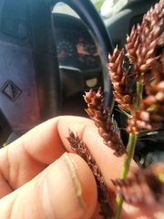 Echinochloa muricata