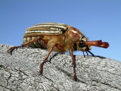 Polyphylla decemlineata