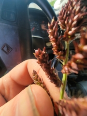 Echinochloa muricata
