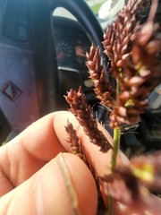 Echinochloa muricata