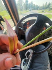 Echinochloa muricata