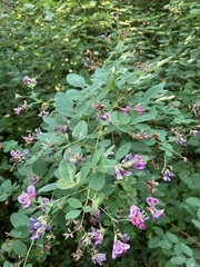 Lespedeza bicolor