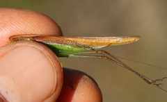Conocephalus conocephalus