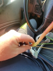 Echinochloa muricata