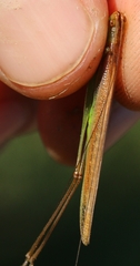 Conocephalus conocephalus