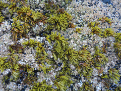 Pelvetiopsis limitata
