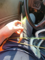 Echinochloa muricata