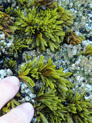 Pelvetiopsis limitata
