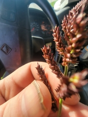 Echinochloa muricata