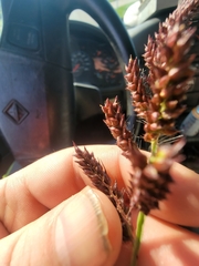 Echinochloa muricata