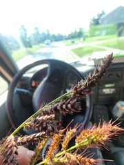 Echinochloa muricata