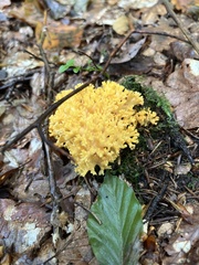 Ramaria