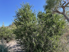 Pleradenophora bilocularis