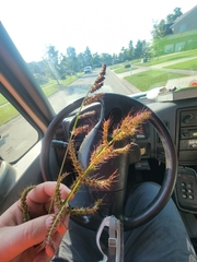 Echinochloa muricata