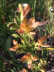 Wachendorfia multiflora