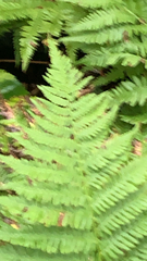 Amauropelta noveboracensis