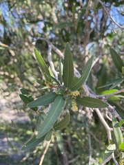 Pleradenophora bilocularis