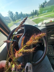 Echinochloa muricata