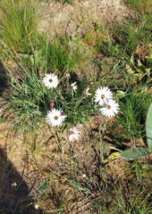 Dimorphotheca